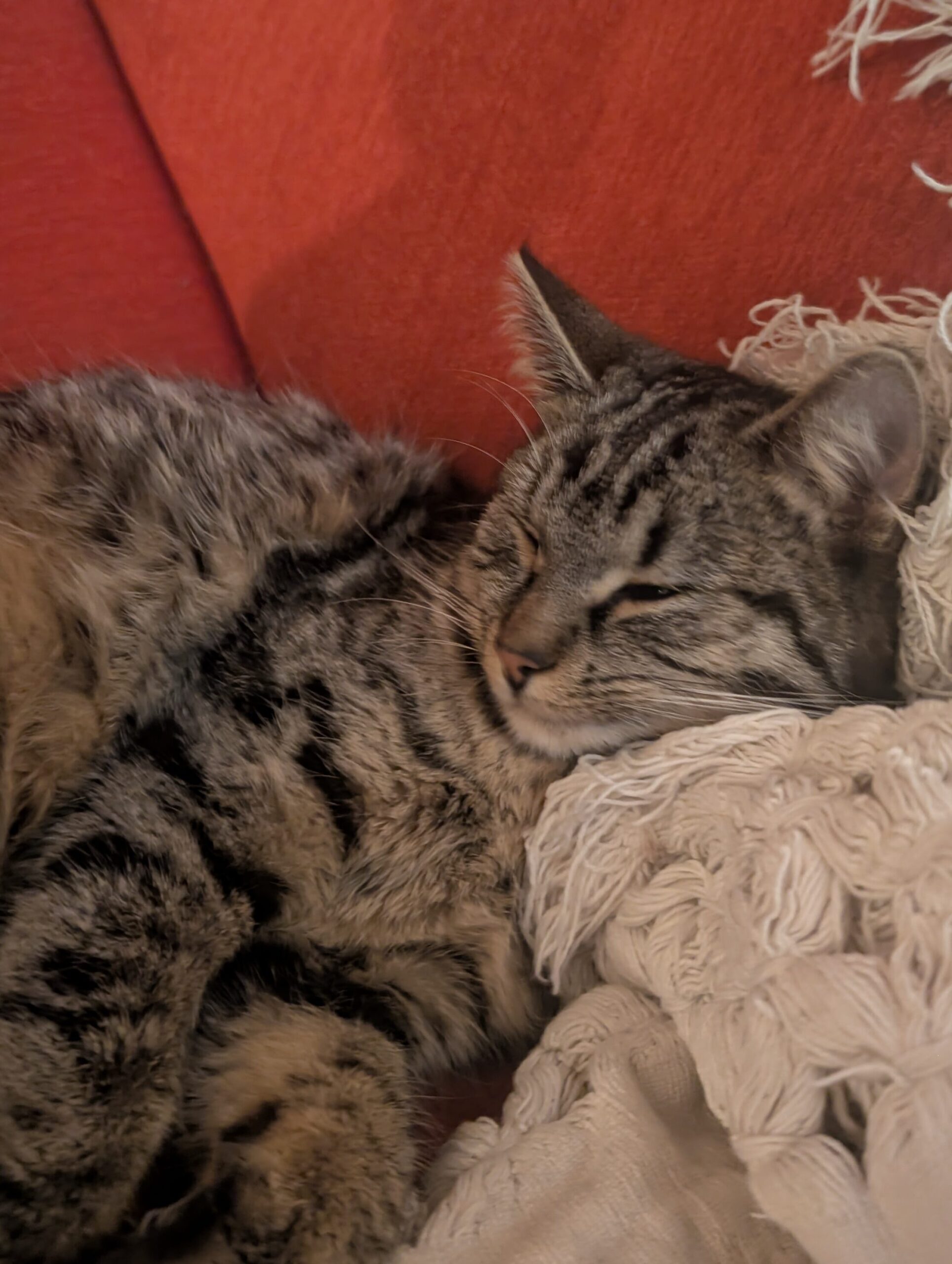 Egy cirmos macska csukott szemekkel pihen egy fehér kötött takarón, egy narancsszínű kanapé háttere előtt.